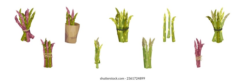 Garden Asparagus or Sparrow Grass as Spring Vegetable in Bunch Vector Set