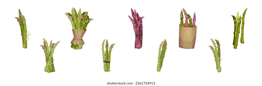 Garden Asparagus or Sparrow Grass as Spring Vegetable in Bunch Vector Set