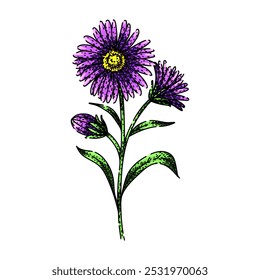 garden aster hand drawn. daisy autumn, wildflower bouquet, colorful hardy garden aster vector sketch. isolated color illustration