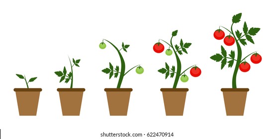 Garden Background Vector Illustration. Growing Bush of Tomatoes Plant in Modern Flat Style. EPS10