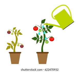 Garden Background Vector Illustration. Growing Bush of Tomatoes Plant in Modern Flat Style. EPS10