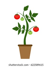 Garden Background Vector Illustration. Growing Bush of Tomatoes Plant in Modern Flat Style. EPS10
