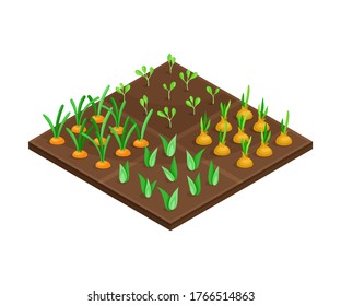 Garden Bed Or Cultivation Bed With Growing Vegetables Vector Isometric Illustration