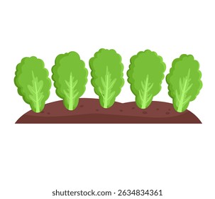 Garden bed with green lettuce, agriculture.