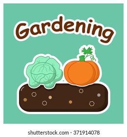 Garden bed with mature cabbage and pumpkin