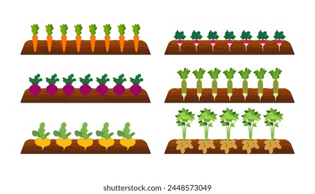 Garden, beds with vegetables. Organic and healthy food. Root veggies. Plants showing root structure below ground level, veggies growing and planting. Flat style, vector illustration