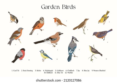 Garden Birds. Set. Vector vintage illustration. 