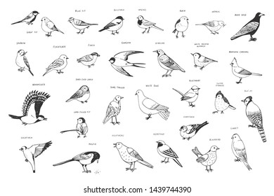 garden birds vector hand drawn line illustrations set