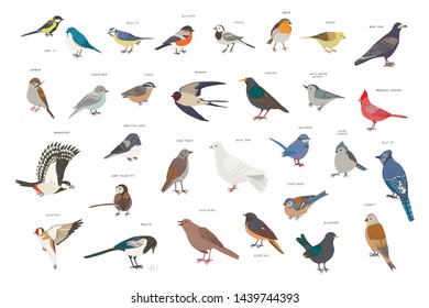 garden birds vector hand drawn illustrations set