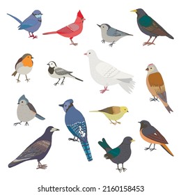 Garden birds vector illustrations set