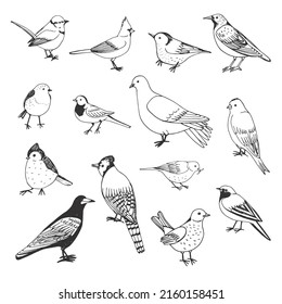 Garden birds vector line illustrations set