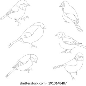 Aves de jardín vectores primavera de vida salvaje 