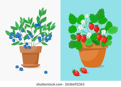 Garden blueberry bush with foliage and ripe berries in pot. Strawberry bush with ripe berries, blooming flowers in pot. Vector illustration for seasonal jam, marmalade cooking.
