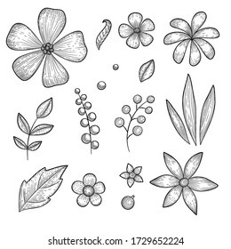 Garden botanical flower icons set. Hand drawn set of garden botanical flower vector icons for web design