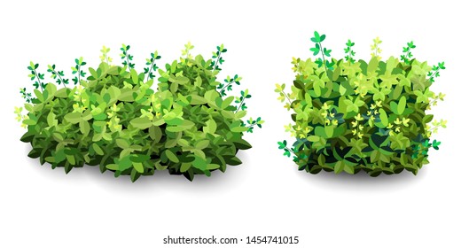 Garden bush. Green garden vegetation bushes icons. Ornamental plant shrub to decorate park, landscape, garden  or a green fence. Thick thickets of shrubs. Foliage for spring and summer card design.