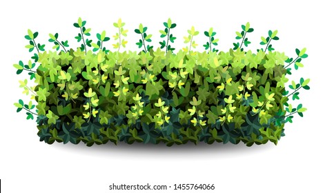 Garden bush. Green vegetation bushes icons. Ornamental plant shrub to decorate park, landscape, garden  or a green fence. Thick thickets of shrubs. Foliage for spring and summer card design.