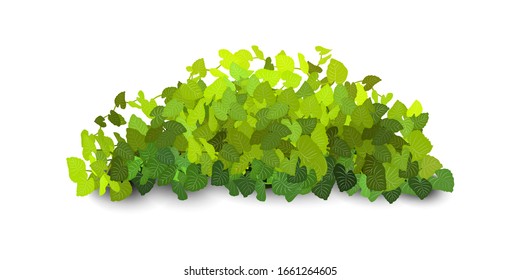 Garden bush. Green garden vegetation bushes icons. Ornamental plant shrub to decorate park, landscape, garden  or a green fence. Thick thickets of shrubs. Foliage for spring and summer card design.