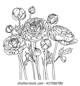 Garden buttercups. Ranunculus. Garden flowers painted line on a white background. Vector sketch of summer flowers.