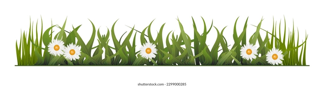Garden chamomile flowers isolated on transparent background. Green grass and chamomile flowers isolated on transparent background. Vector illustration on transparent bg. 