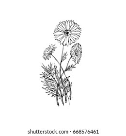 Garden Chamomile Sketch Calligraphy Vector Stock Vector (Royalty Free ...