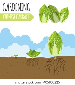 Garden. Chinese cabbage. Plant growth. Vector illustration