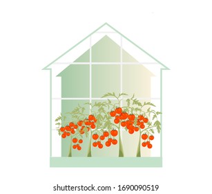 Ilustración vectorial de concepto de jardín. Planta de tomate en un invernadero.