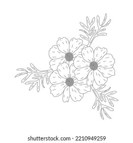 garden cosmos flower illustration coloring page with blooming petal line art design. cosmos flower drawings of coloring page. Black and white line art of vector set with outline cosmos 