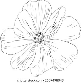 Garden cosmos flower outline vector illustration. Hand drawn sketch of blooming floral plant. Botanical line art. Great for wedding decor, cards and invitations