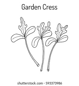 Garden cress (lepidium sativum), or pepper grass, vegetable culinary herb. Hand drawn botanical vector illustration