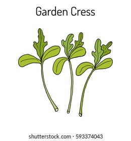 Garden cress (lepidium sativum), or pepper grass, vegetable culinary herb. Hand drawn botanical vector illustration