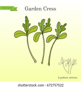 Garden cress (lepidium sativum), or pepper grass, vegetable culinary herb. Hand drawn botanical vector illustration