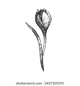 garden crocus hand drawn. crocus purple, saffron violet, bloom field garden crocus vector sketch. isolated black illustration