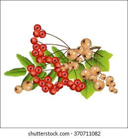 Garden currant and mountain ash in a set. Vector illustration.