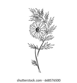 Garden  daisy flower. Sketch. Calligraphy. Vector.