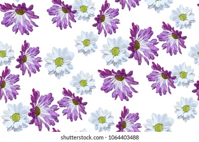 Garden daisy seamless pattern on white background. Botanical illustration hand drawn. Vector floral design for fashion prints, scrapbook, wrapping paper.