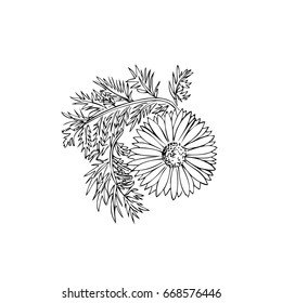 Garden  daisy. Sketch. Calligraphy. Vector.