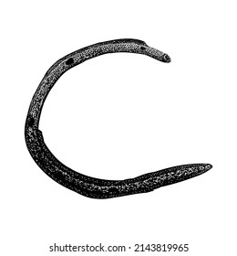 garden eel illustration isolated on white background