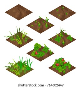 Garden or farm isometric tile set. Isolated tiles with grass and strawberry fruits .. Vector illustration, can be used as a farm game asset  to create landscape or garden scene.