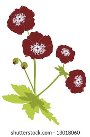 Garden flower