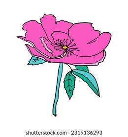 Garden flower. Vector illustration. Botanical drawing of flowering plant.