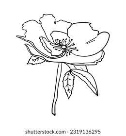 Garden flower. Vector illustration. Botanical drawing of flowering plant.