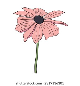 Garden flower. Vector illustration. Botanical drawing of flowering plant.