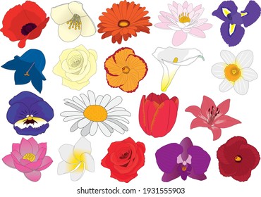 Flores de jardín floración ilustración vectorial de florete que incluye iris, lirio de agua, gerbera, jazmín, amapola, narciso, calla, hibisco, campanula, lirio, tulipán, margarita, pansy, orquídea, plumería, loto