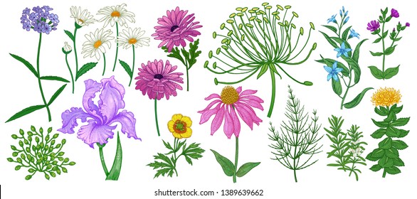 Garden flowers and herbs isolated on white background. Set of color flowers for decorative ornaments, patterns, design of greeting cards, covers, texts and more. Vector. Vintage.