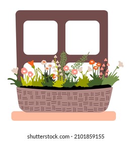 Garden flowers and herbs in a wicker basket on the window. Spring home decoration. Vector illustration