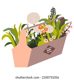Garden flowers and herbs in a wooden box. Spring garden decoration. Vector illustration