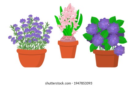 Gartenblumen in Töpfen flach Vektorgrafik Set.Hydrangea Busch, Lavendelblüte und Glühbirne mit Hyazinthe-Blumen einzeln botanisches Design.Lilac und rosafarbene Außenpflanzen auf weißem Hintergrund.