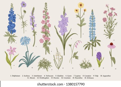 Garden flowers. Set. Vintage vector botanical illustration.  svg