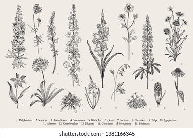Garden flowers. Set. Vintage vector botanical illustration. Black and white svg