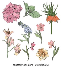 Garden flowers, tulips, hydrangea, lilies. Exotic illustrations, floral elements isolated, Hawaiian bouquet for greeting card, wedding, wallpaper.